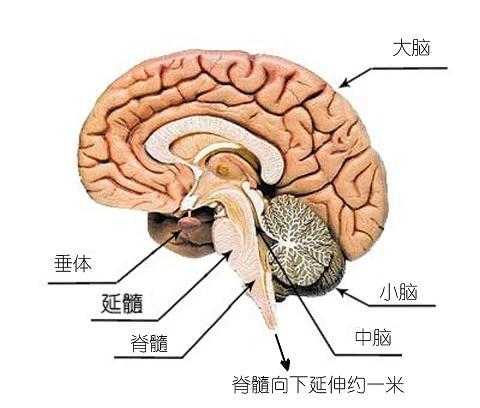 大脑神经网络学说_大脑的奥秘:神经科学导论