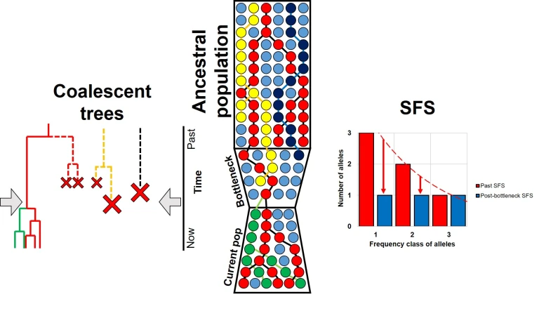 【种群历史动态】评估方法SFS（Site/Allele Frequency Spectrum）