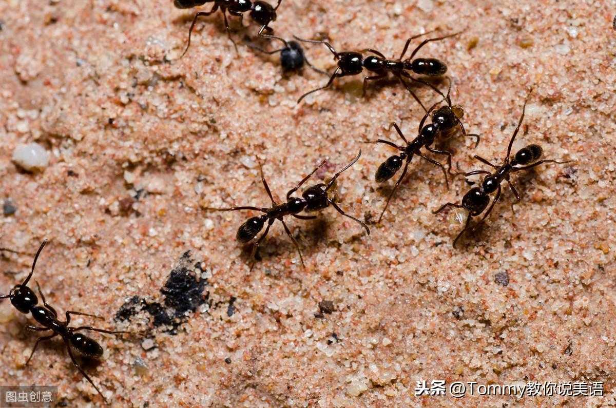 60秒记一个单词（第1753个）ant