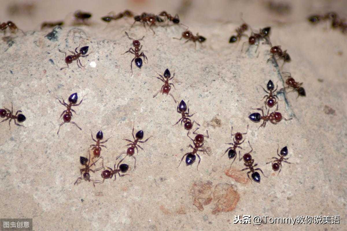 60秒记一个单词（第1753个）ant