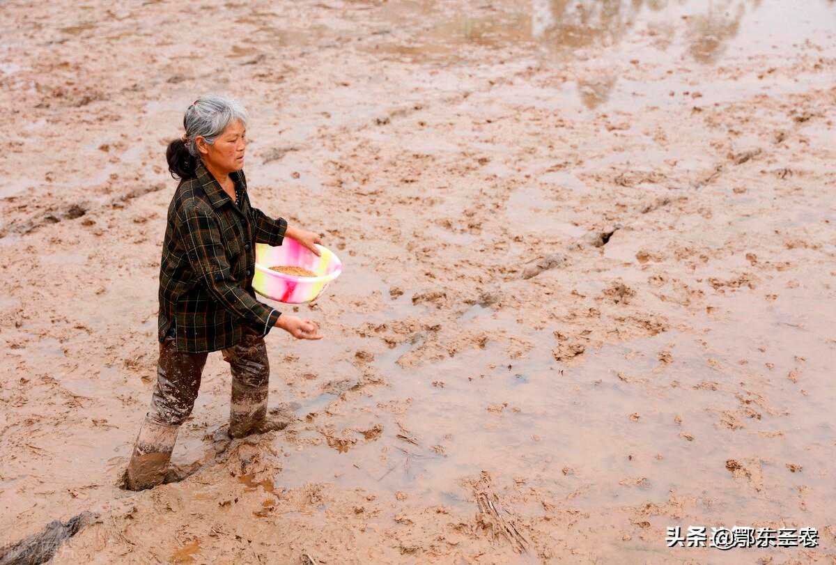 水稻种植，直播和育秧各有哪些优点和缺点？