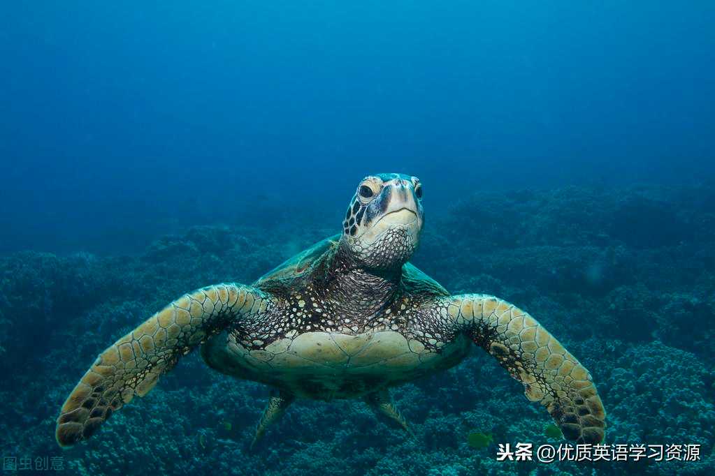 英语原版文章：Sea turtles are the best reptile.