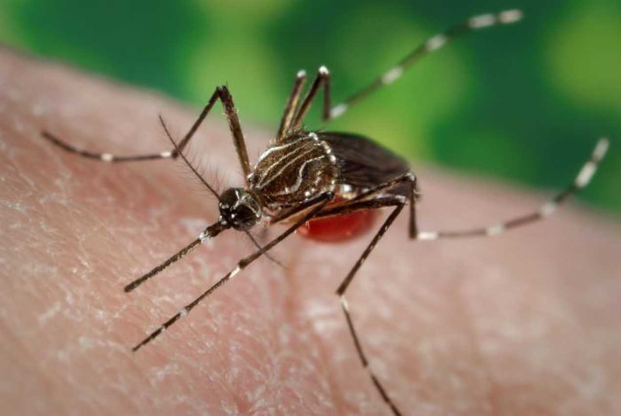 蚊子如何选择自己的叮咬对象，为什么DEET对其如此有效？