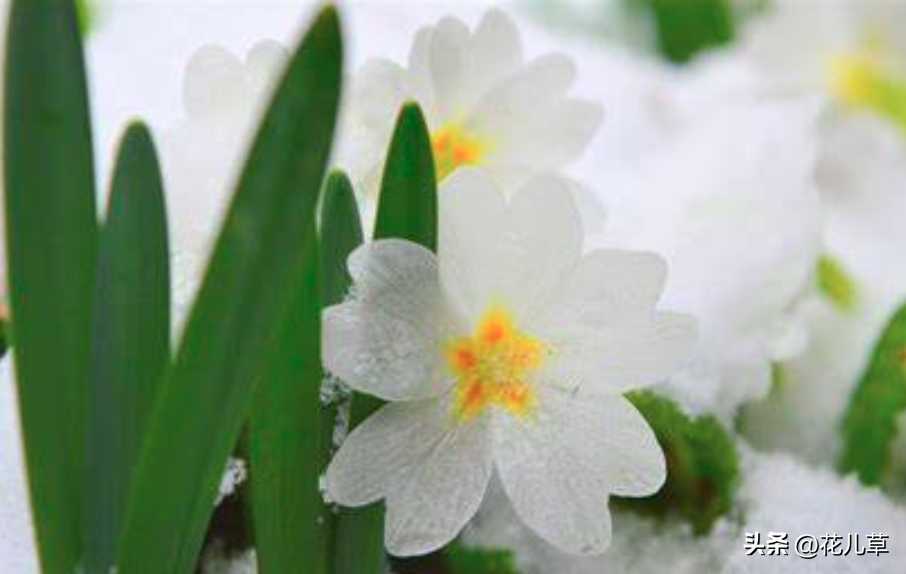 Daffodil(水仙花)