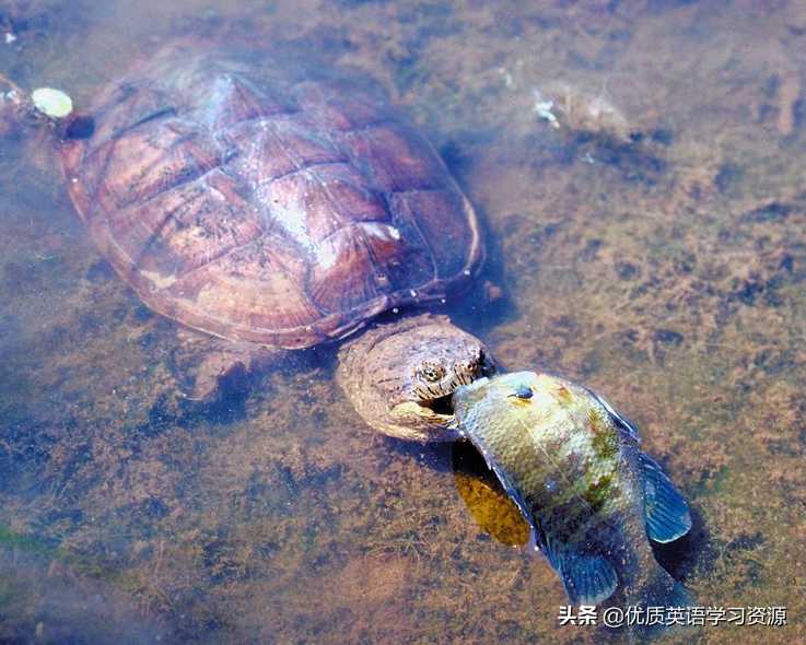 英语原版阅读：Talking about turtles