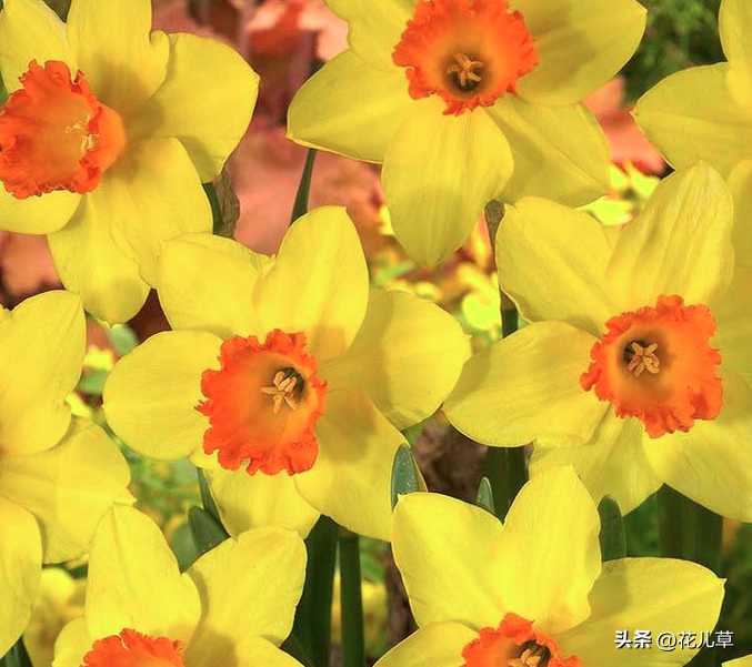 Daffodil(水仙花)