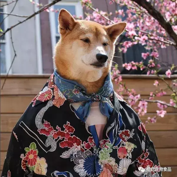 时尚精家长们看过来：月入九万，全世界最时尚的网红柴犬bodhi
