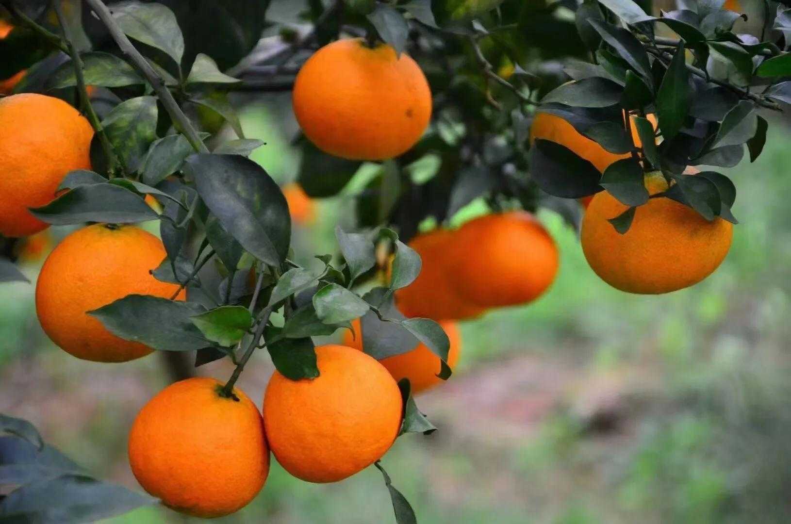 丹棱新鲜橘橙