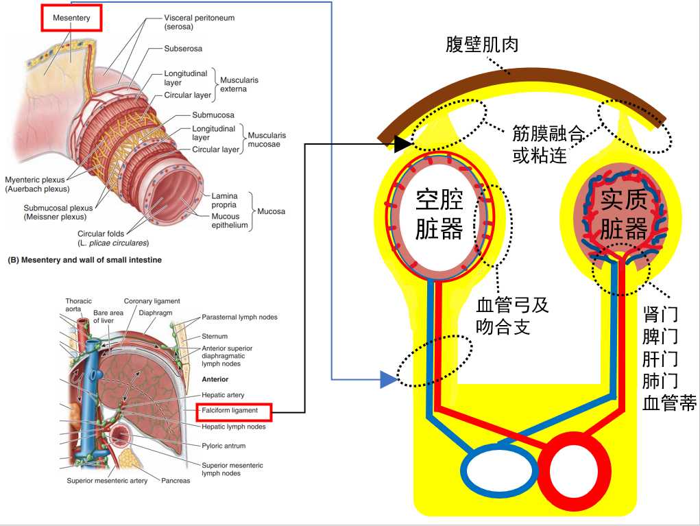 腹盆腔筋膜间层面解剖
