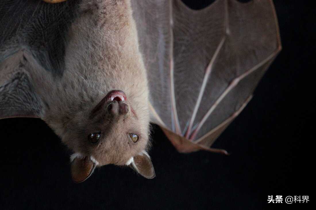 为什么鸟类和蝙蝠都有奇怪的肠道菌群？可能是因为都会飞
