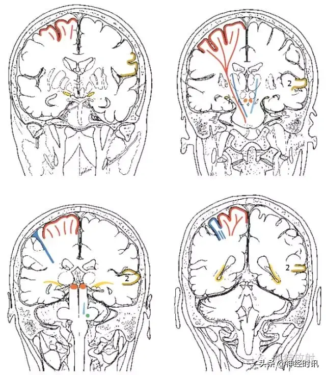 精彩的大脑血供区域图及血管解剖图（双语）
