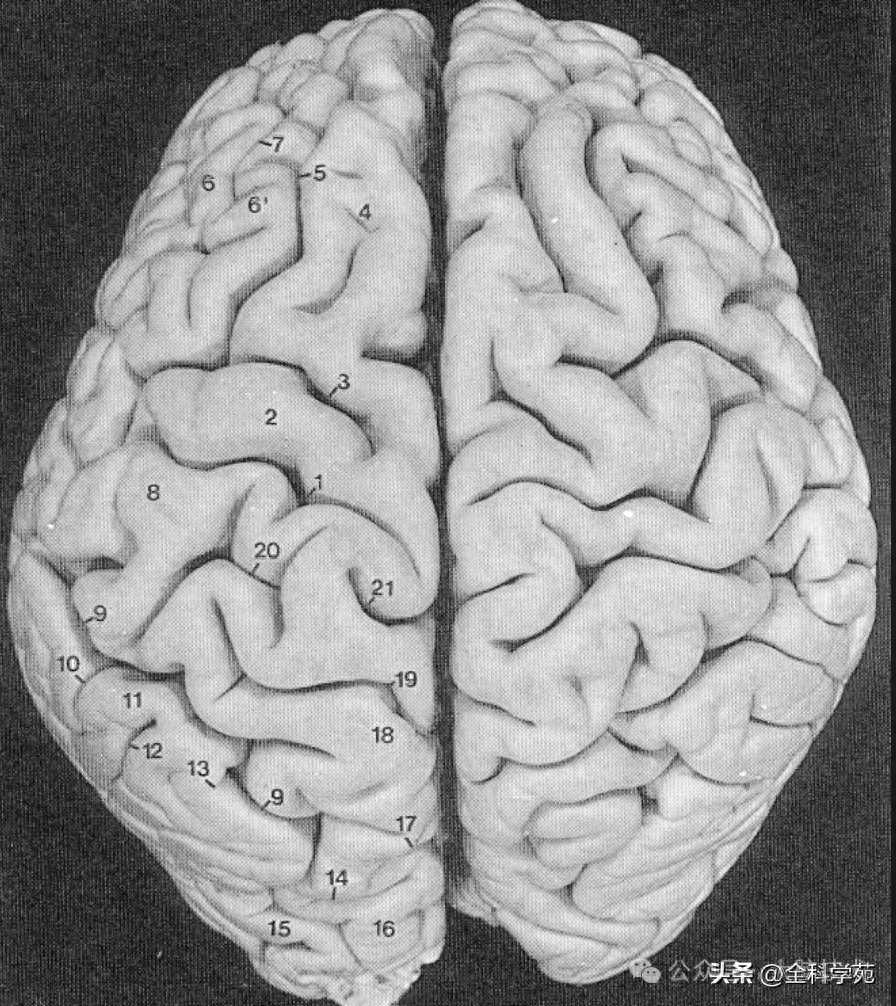 大脑基础知识：大脑皮层