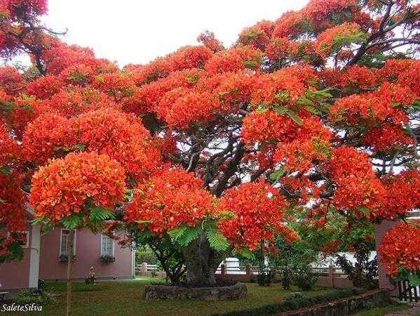 世界最美丽的树