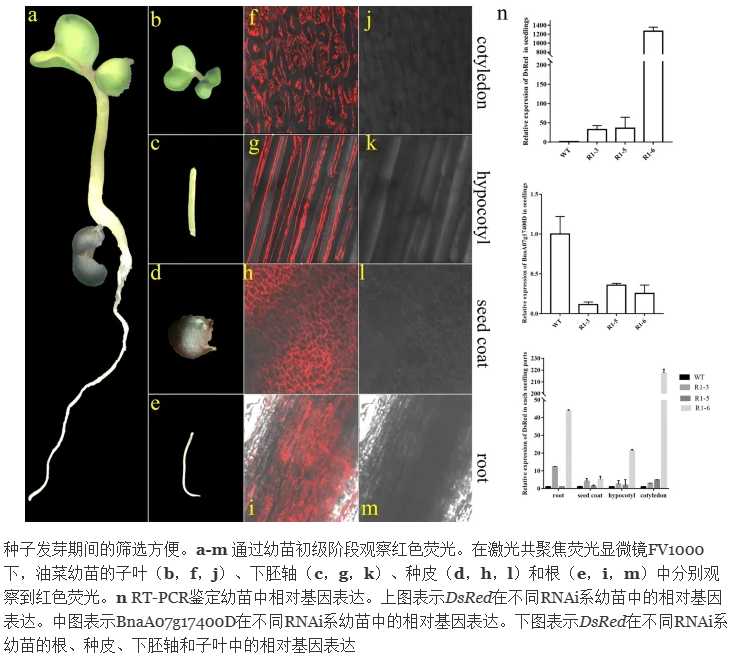 通过建立一种转基因株系的方法，对油菜的生长和产量有何影响？