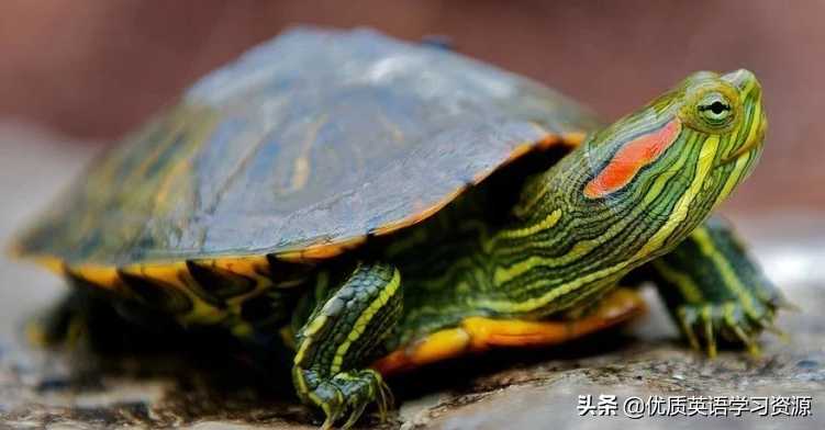 英语原版阅读：Talking about turtles