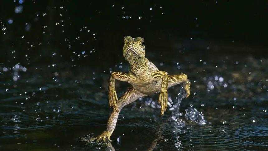 蜥蜴为什么能在水上跑