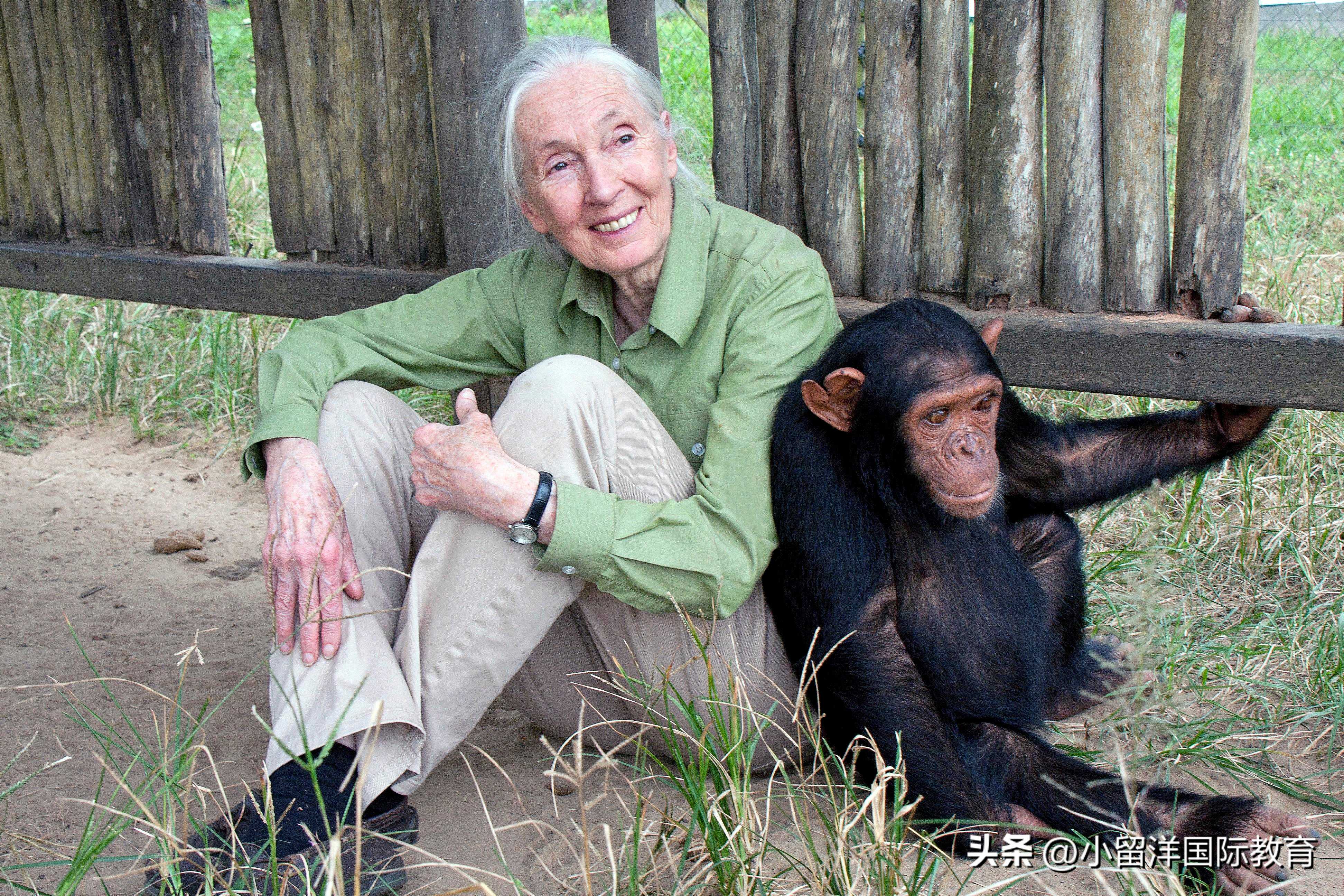 英语时文阅读：对话动物学家珍妮，走近猩猩世界