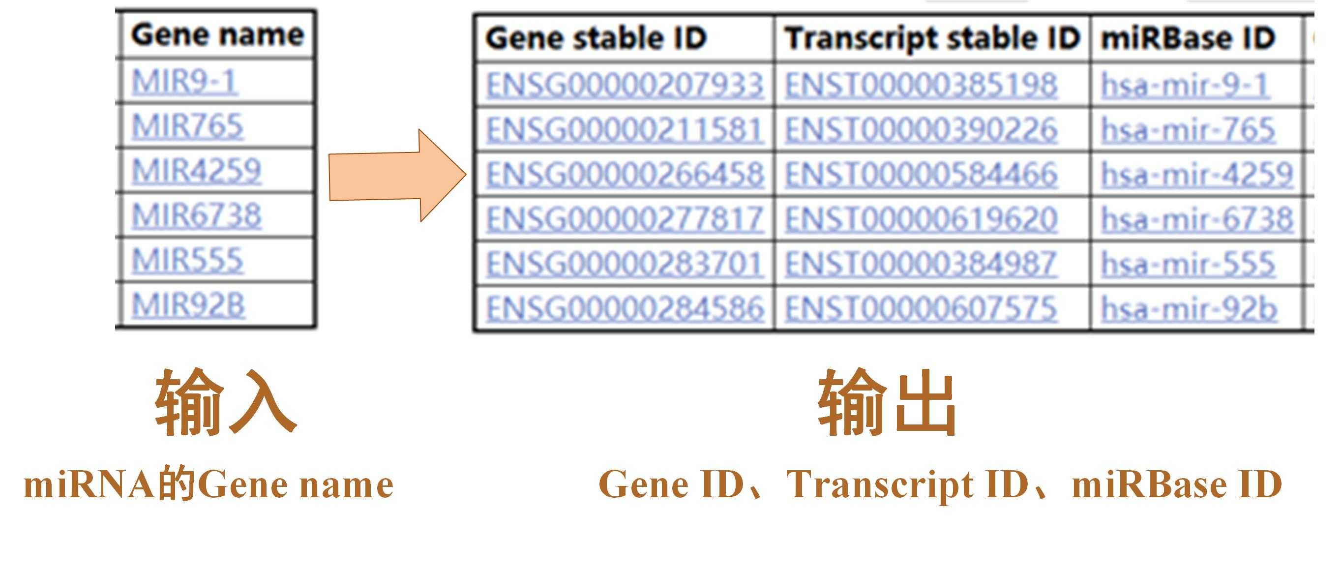 【生信笔记】Emsenbl的BioMart工具：对RNA进行多种ID批量转换