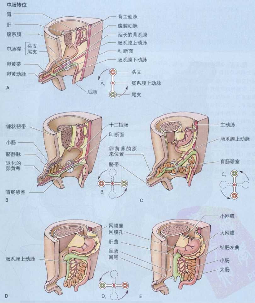 腹盆腔筋膜间层面解剖