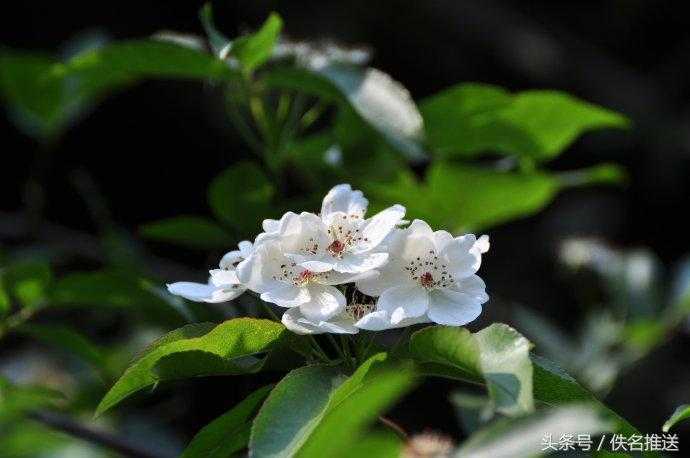 五大孤独凄美之花，茶糜，曼珠沙华上榜！第一名你想到了吗