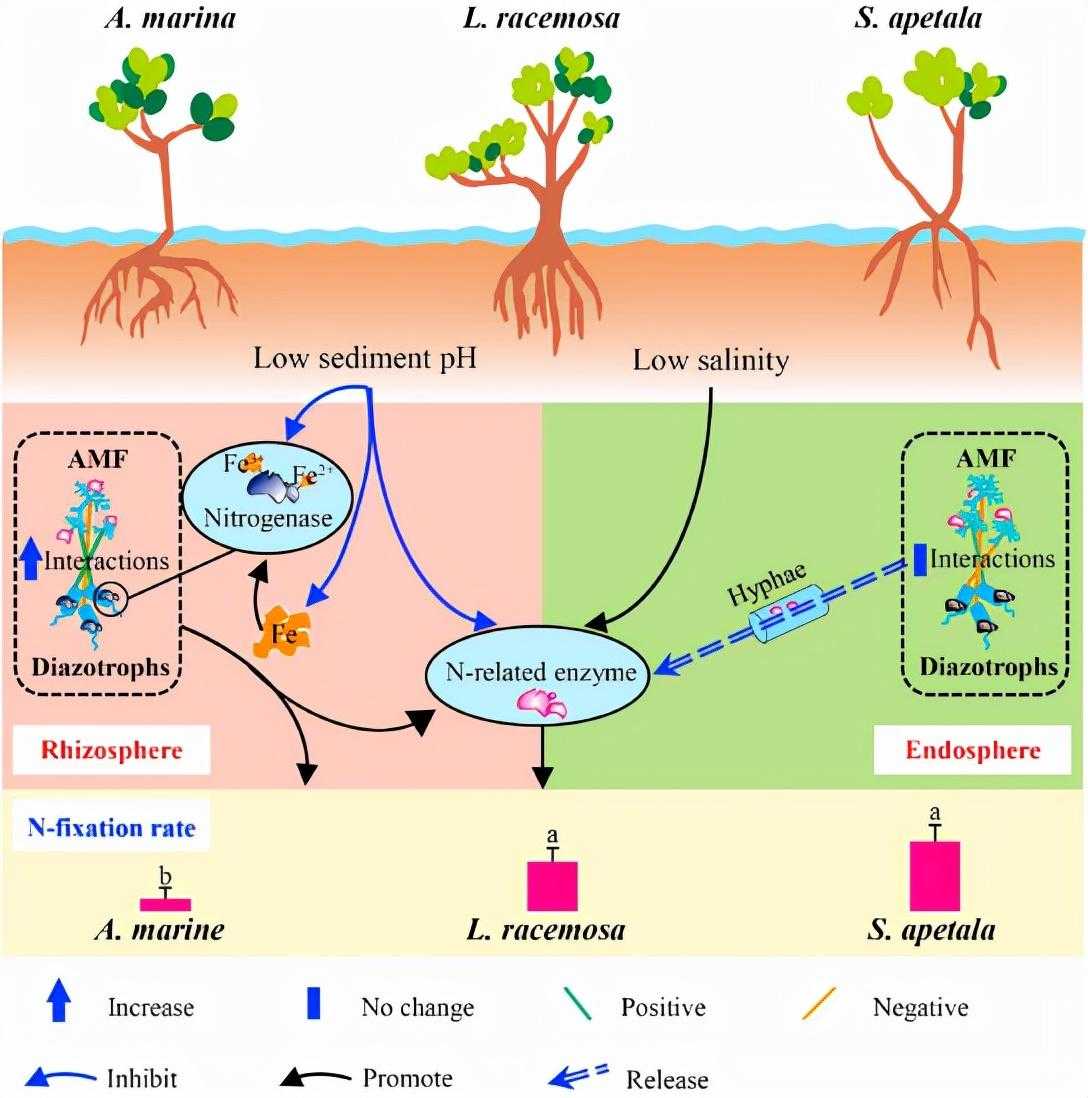 丛枝菌根真菌（AMF）与固氮菌共生促进红树林生态系统的生物固氮