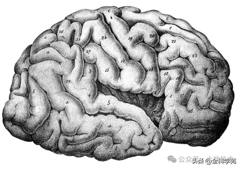 大脑基础知识：大脑皮层