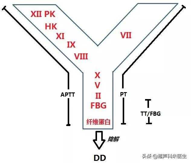 一文读懂凝血五项