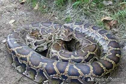 世界上最大的蛇，千奇百怪的蛇类吓倒众人