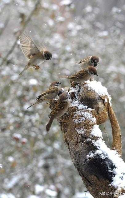 扫半院儿积雪，落一群欢雀（冬至寄语）