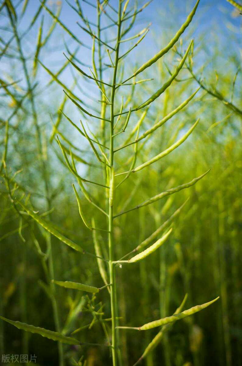 通过建立一种转基因株系的方法，对油菜的生长和产量有何影响？