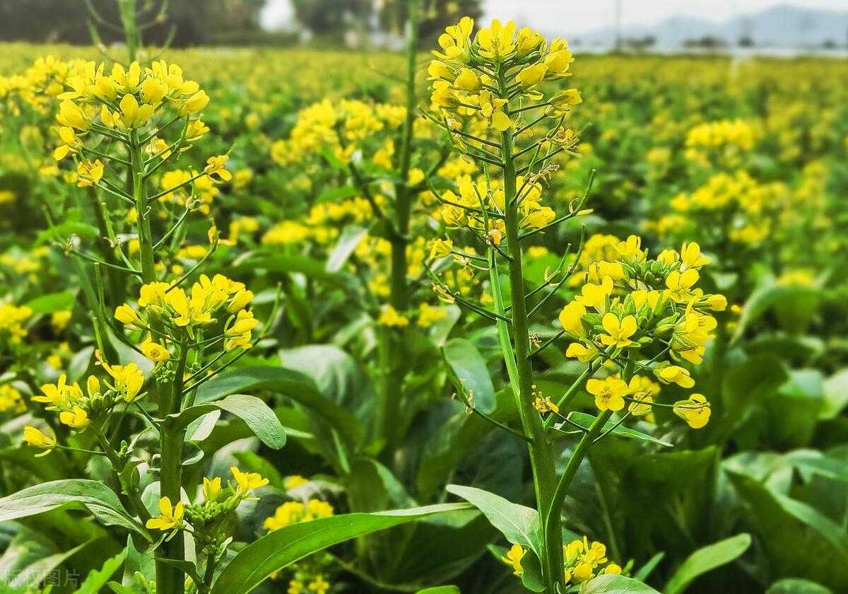 通过建立一种转基因株系的方法，对油菜的生长和产量有何影响？