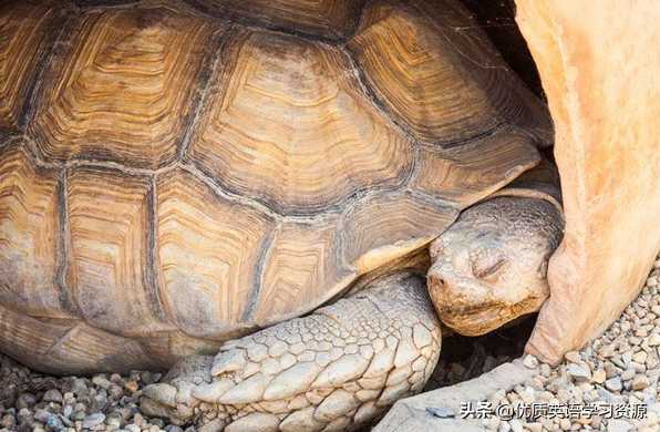 英语原版阅读：Talking about turtles