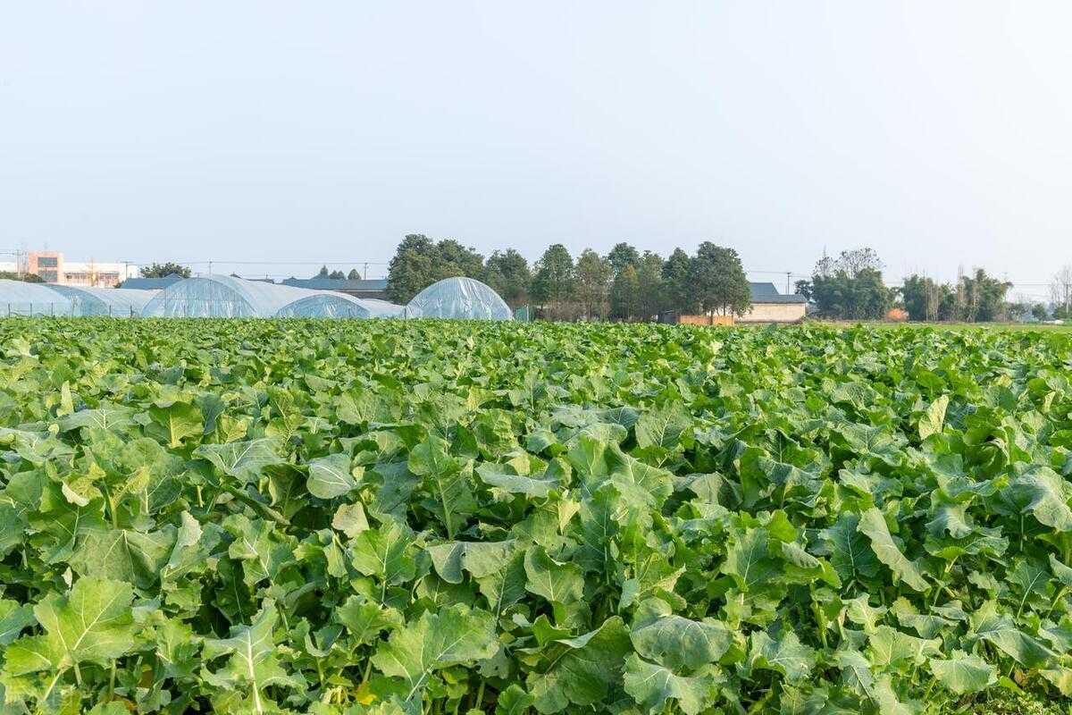 通过建立一种转基因株系的方法，对油菜的生长和产量有何影响？