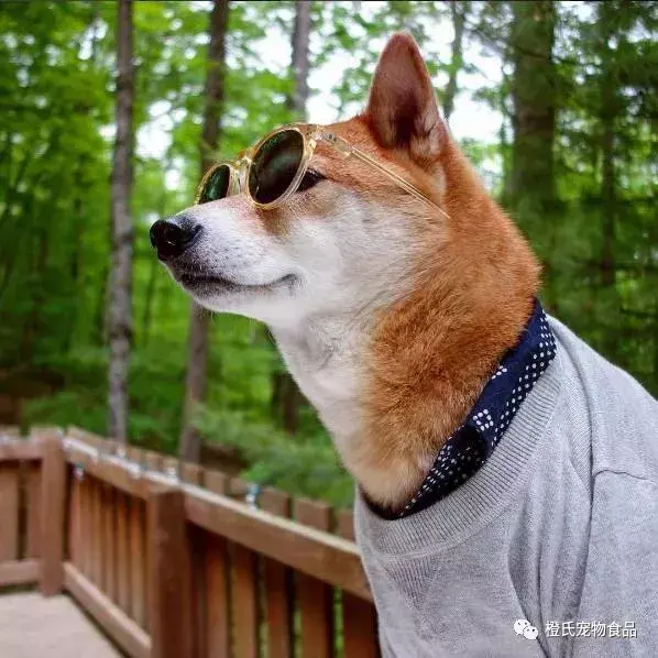 时尚精家长们看过来：月入九万，全世界最时尚的网红柴犬bodhi