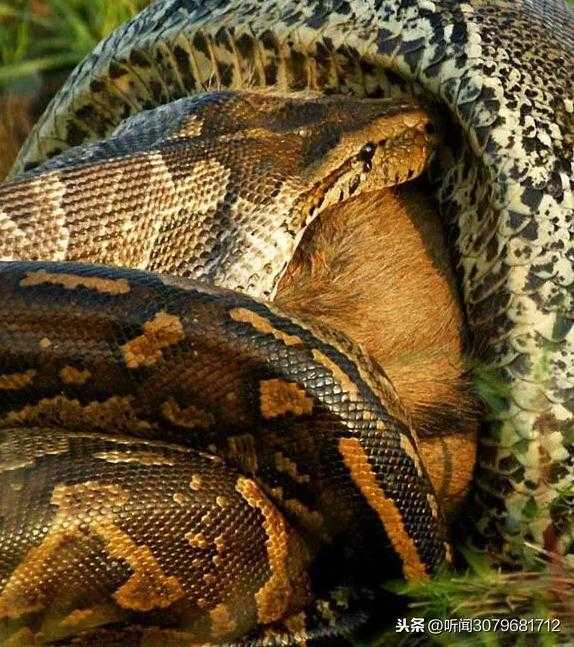 世界上最大的蛇，千奇百怪的蛇类吓倒众人