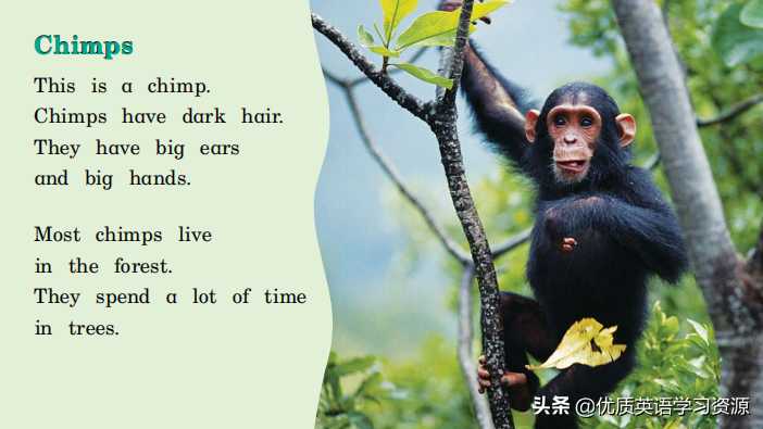 英语原版阅读：All About Chimps
