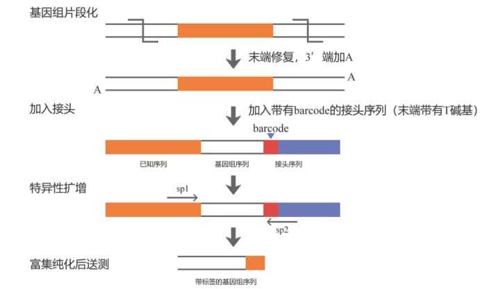 宝藏！转基因株系检测的N种方法