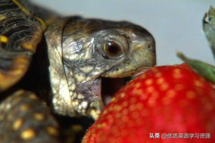 英语原版阅读：Talking about turtles