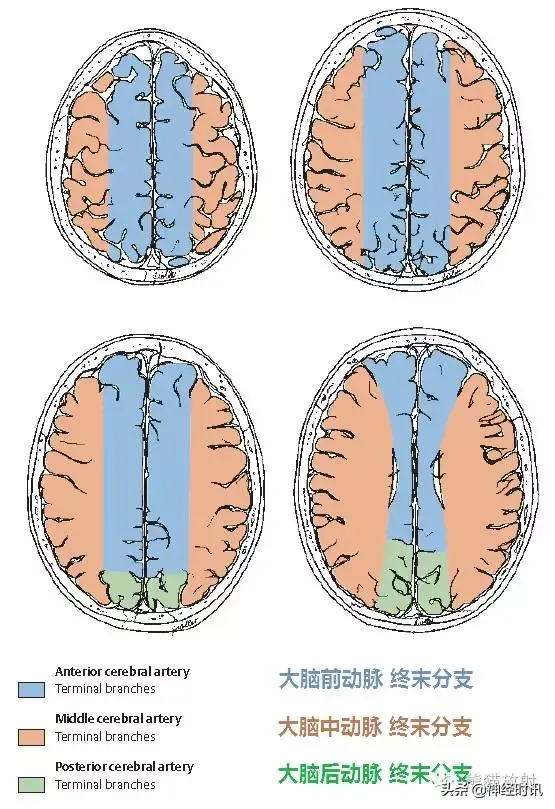 精彩的大脑血供区域图及血管解剖图（双语）