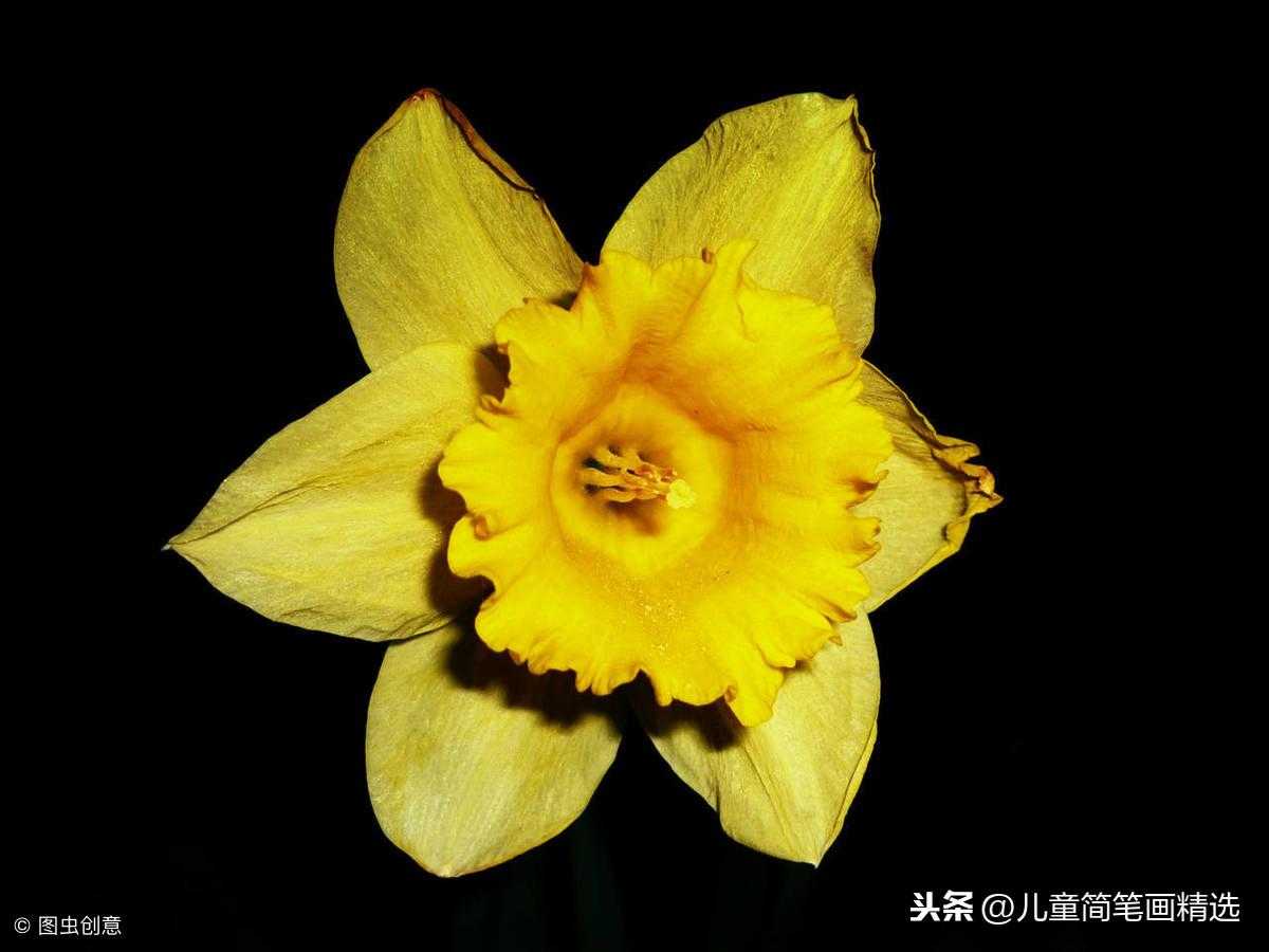 儿童简笔画精选【植物】-黄水仙花（Daffodil）的绘画步骤