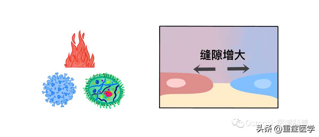 血流动力学——Starling力