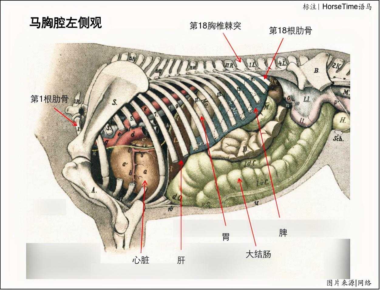 中轴骨——椎骨