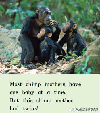 英语原版阅读：All About Chimps