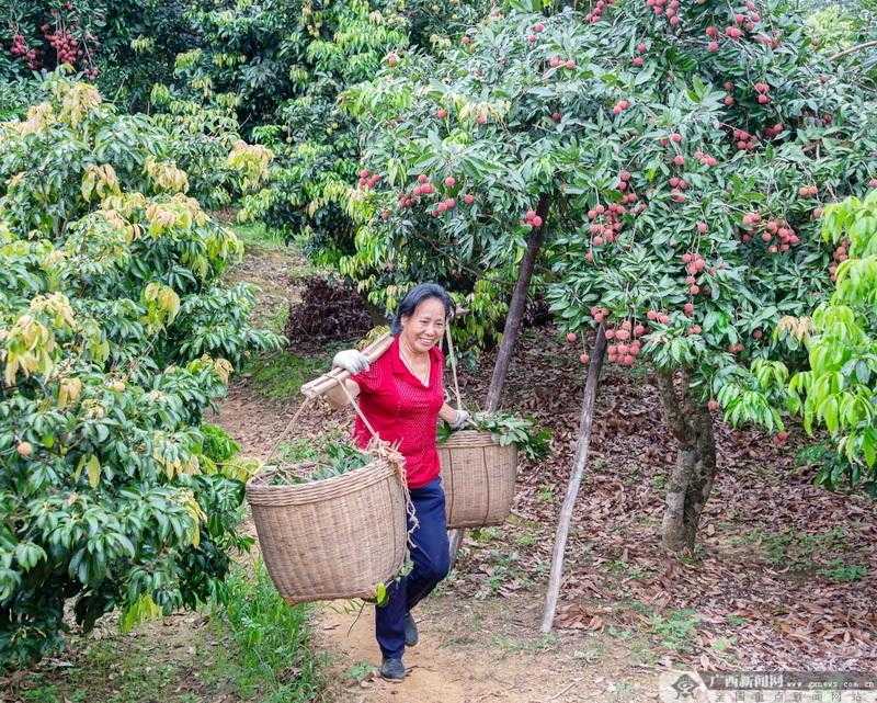 辛巴：供应链管理成为直播带货行业发展的关键要素，助农增收