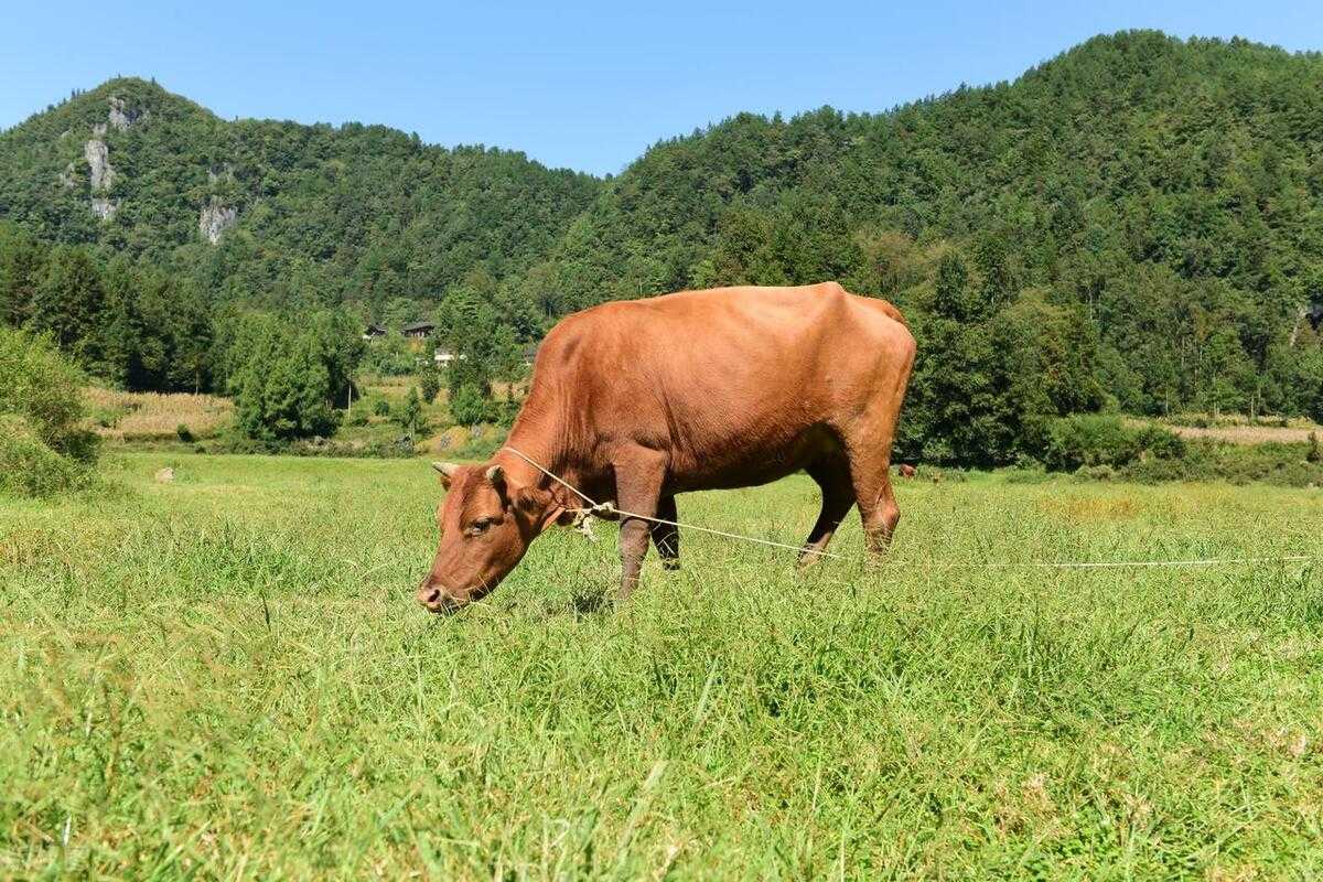 β-葡糖在动物生产中的应用