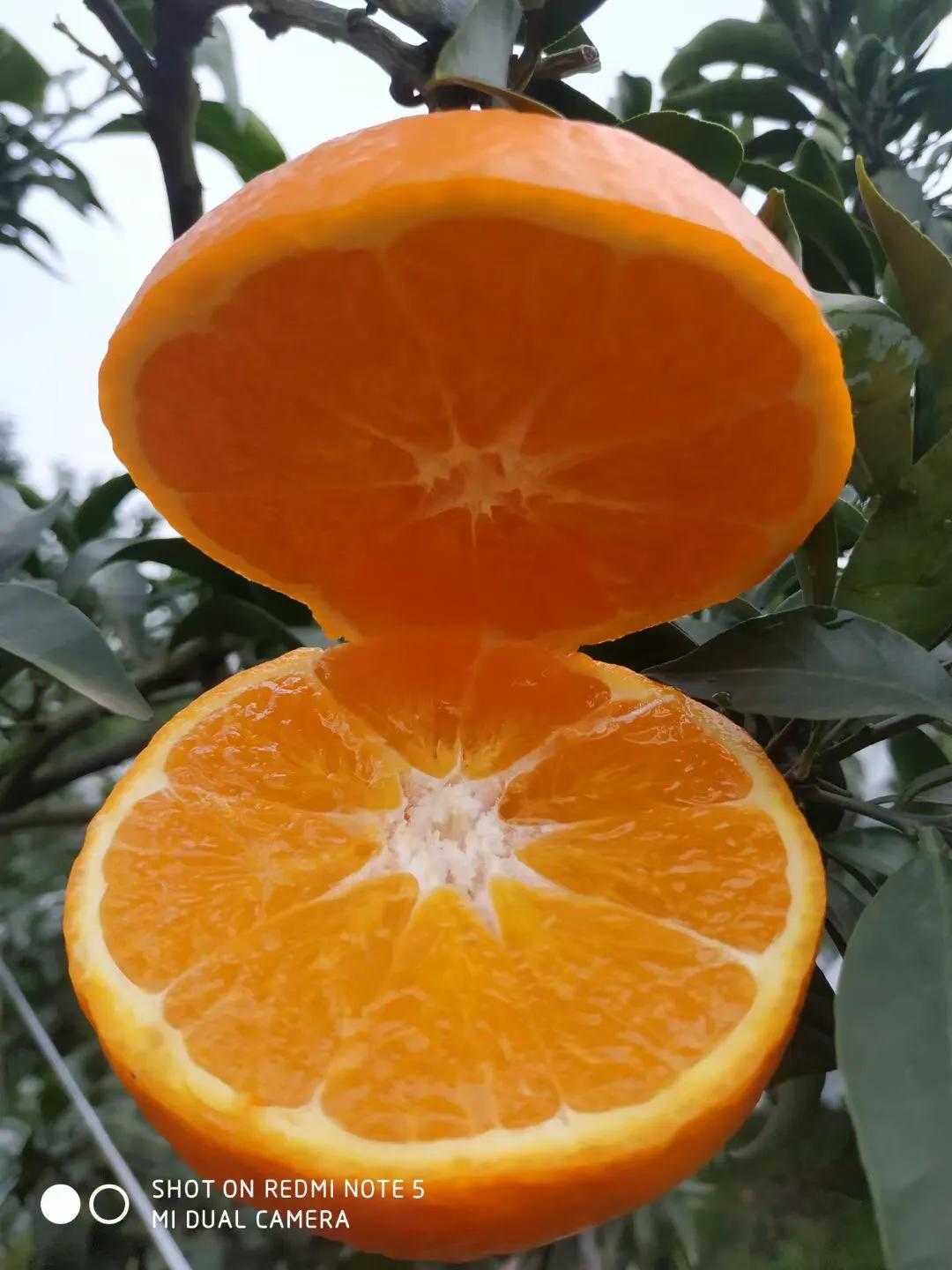 丹棱新鲜橘橙