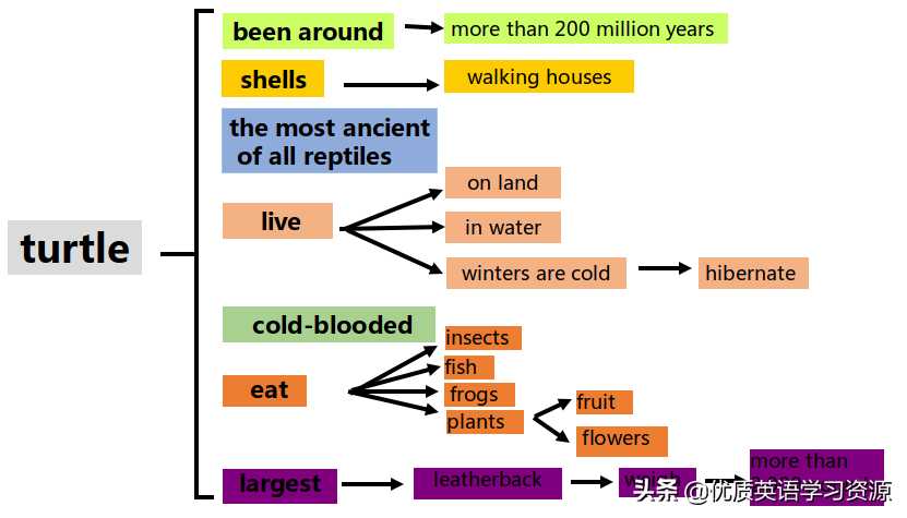 英语原版阅读：Talking about turtles