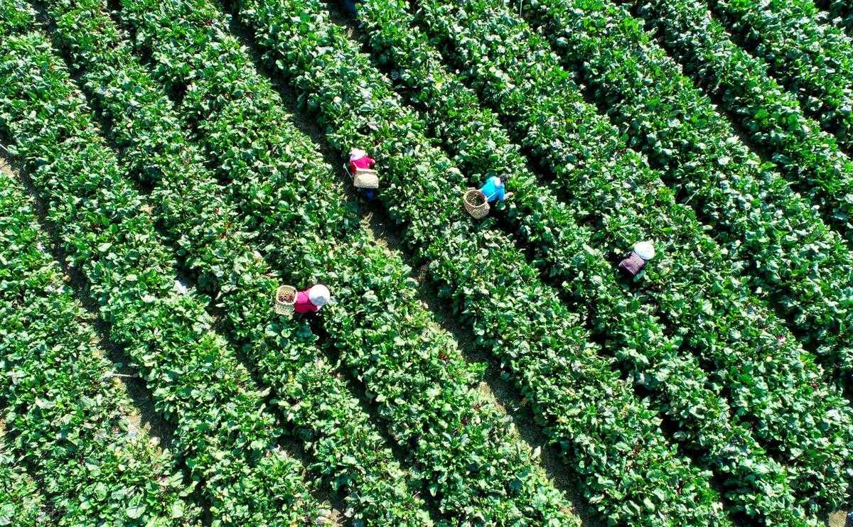 通过建立一种转基因株系的方法，对油菜的生长和产量有何影响？