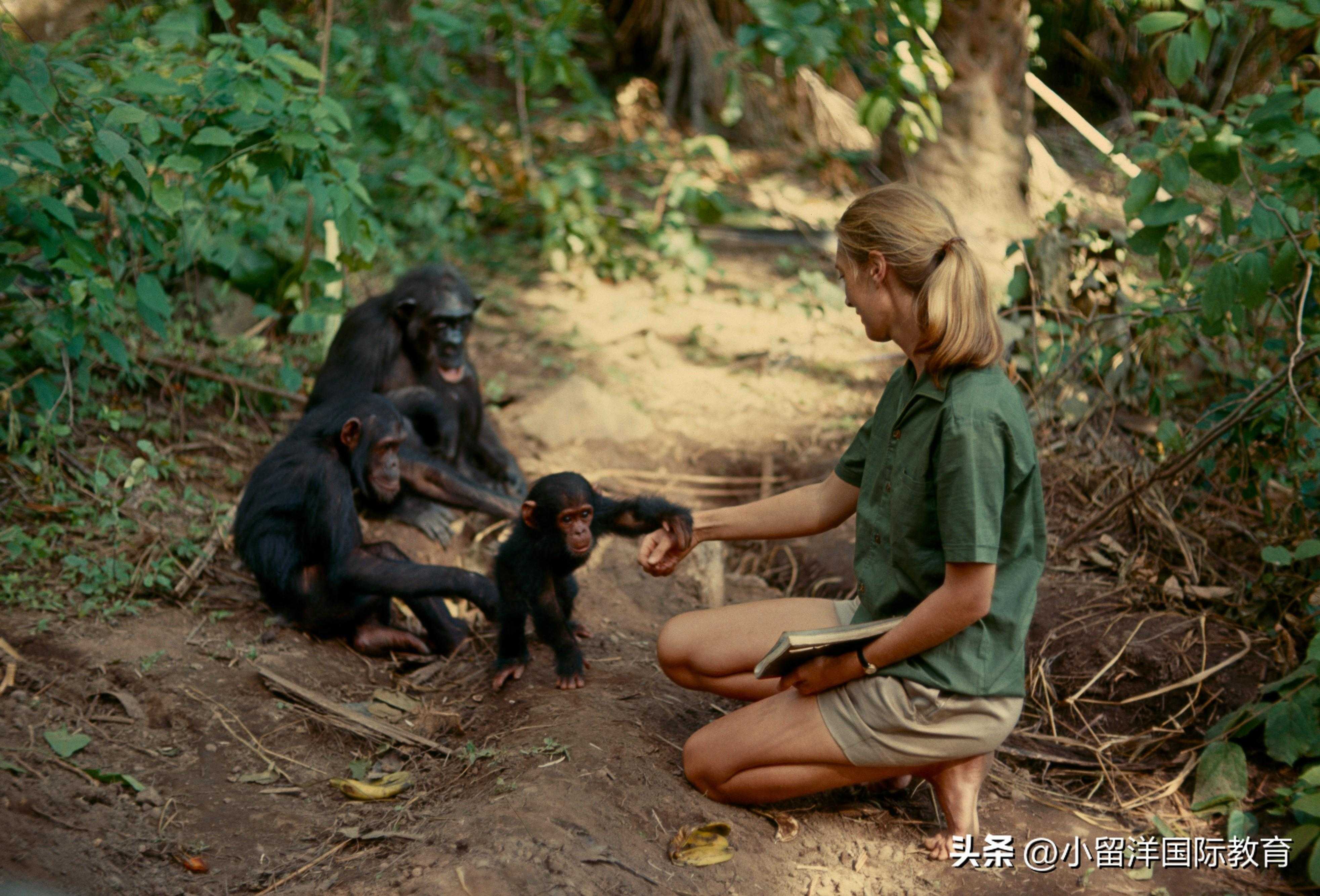 英语时文阅读：对话动物学家珍妮，走近猩猩世界